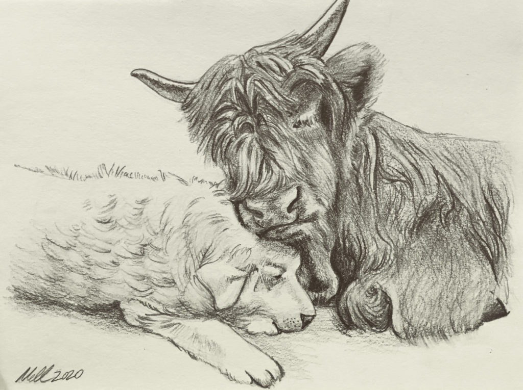 Pencil drawing of long-haired cow with a white sheep dog