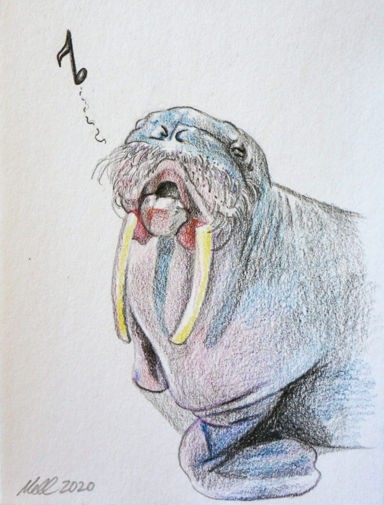 Whistling Walrus