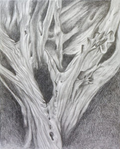 Pencil drawing of sculptural-looking dead tree roots
