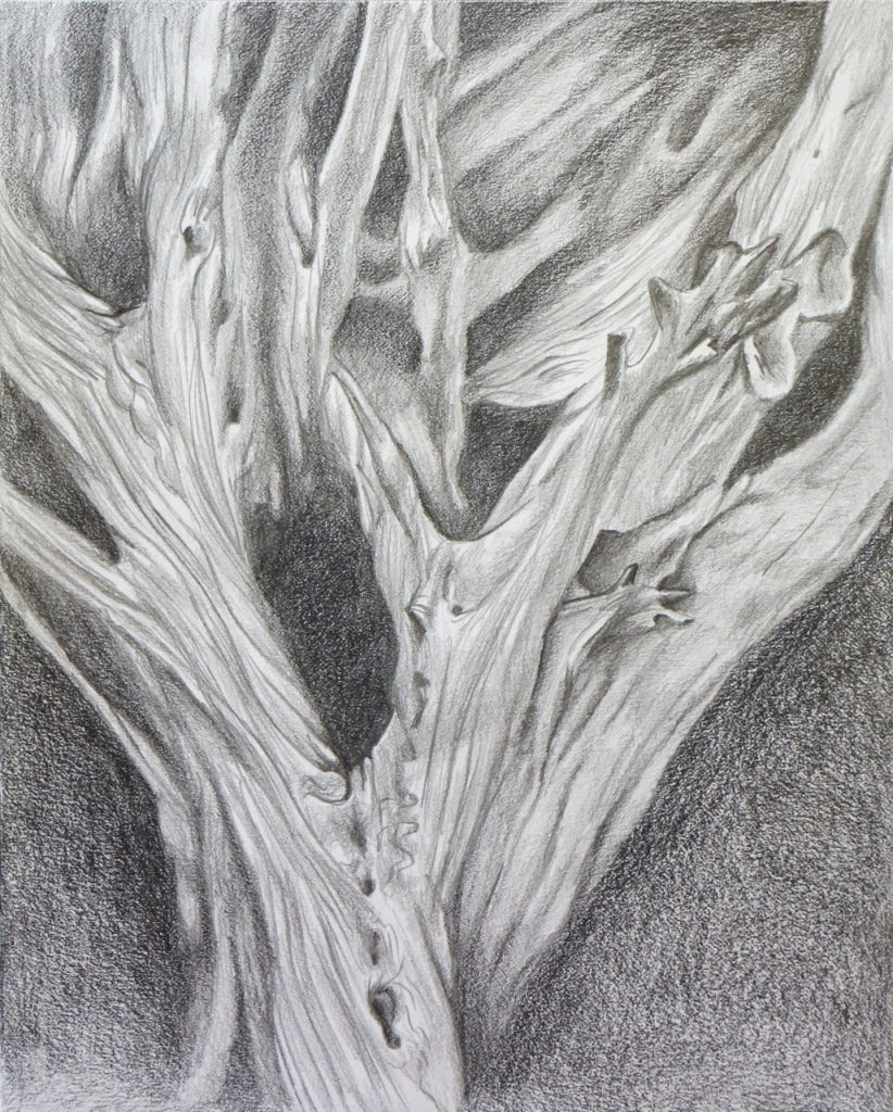 Black and white closeup of dried sequoia tree roots